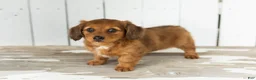 Miniature Dachshund dogs for sale: Sassy - Ad 5