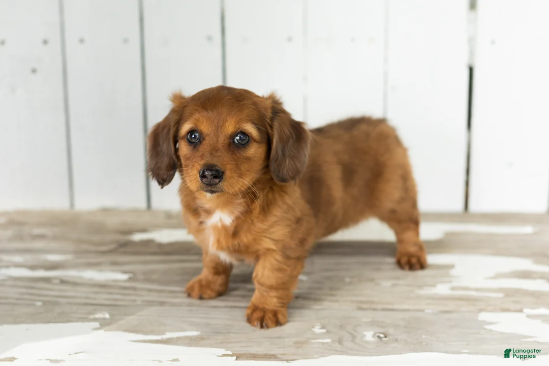 Miniature Dachshund dogs for sale: Sassy - Ad 5