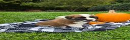 Saint Bernard dogs for sale: Beethoven - Ad 4