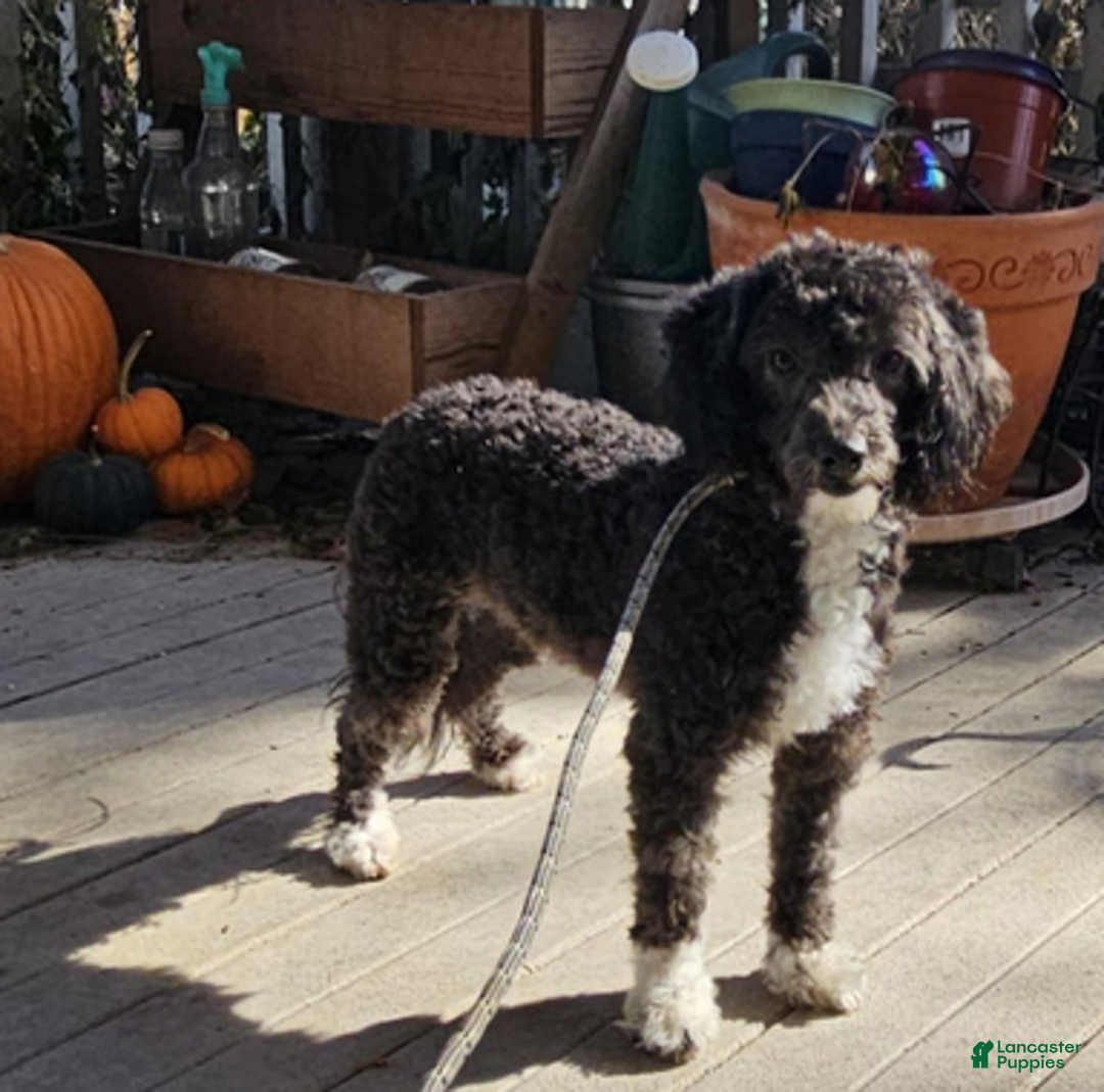 Aussiedoodle dogs for sale: Violet - Ad 4
