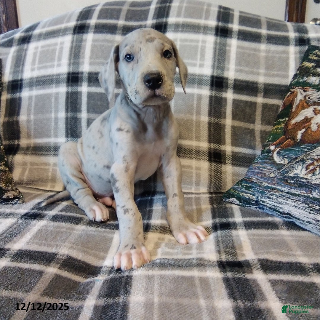 Great Dane dogs for sale: Lincoln - Ad 1