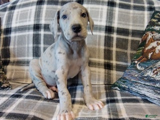 Great Dane dogs Lincoln - Ad 12