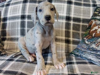 Great Dane dogs Lincoln - Ad 16