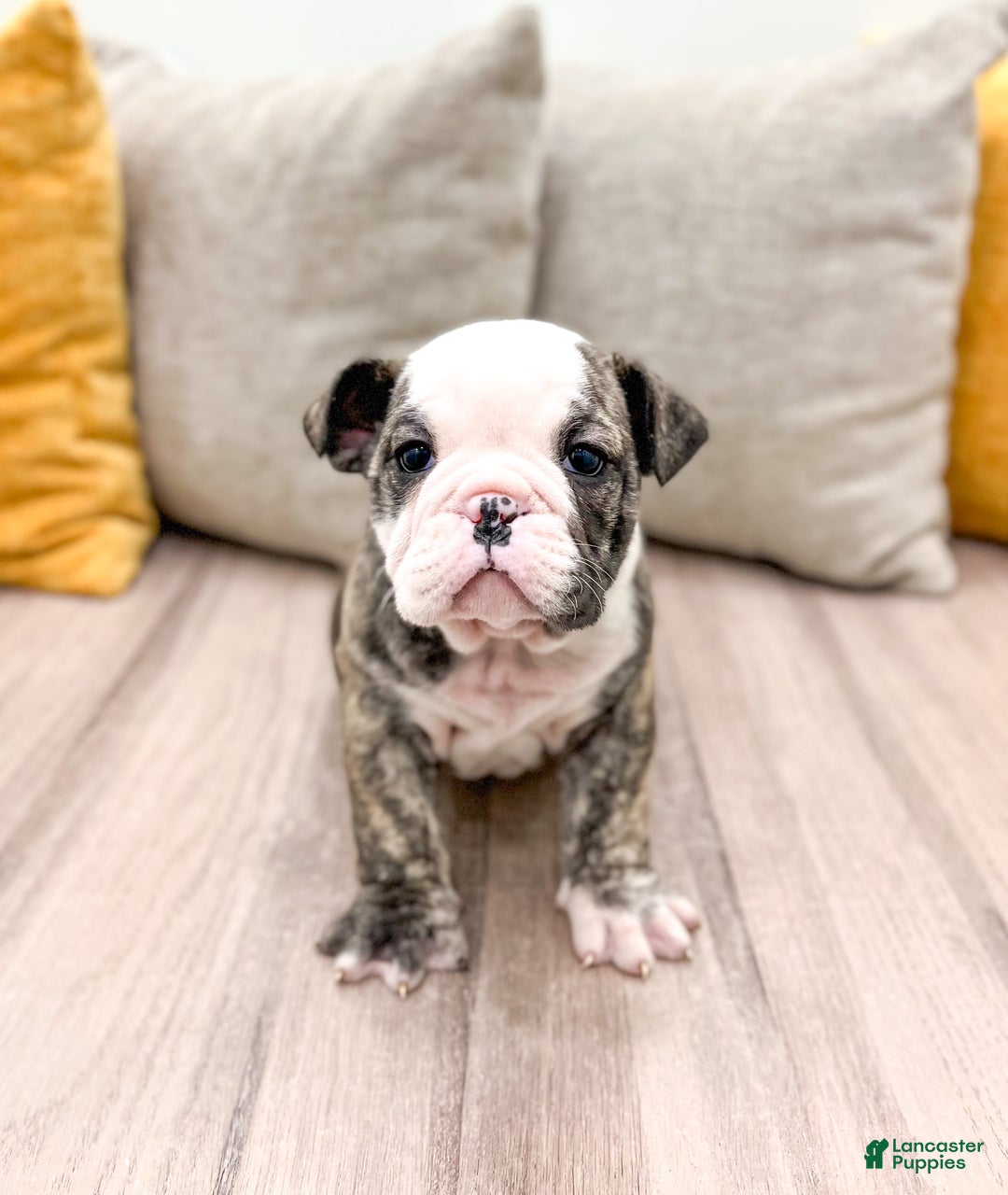 English Bulldog dogs for sale: Mack - Ad 1