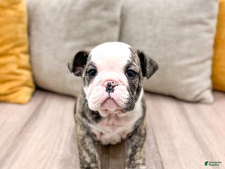 English Bulldog dogs Mack - Ad 5