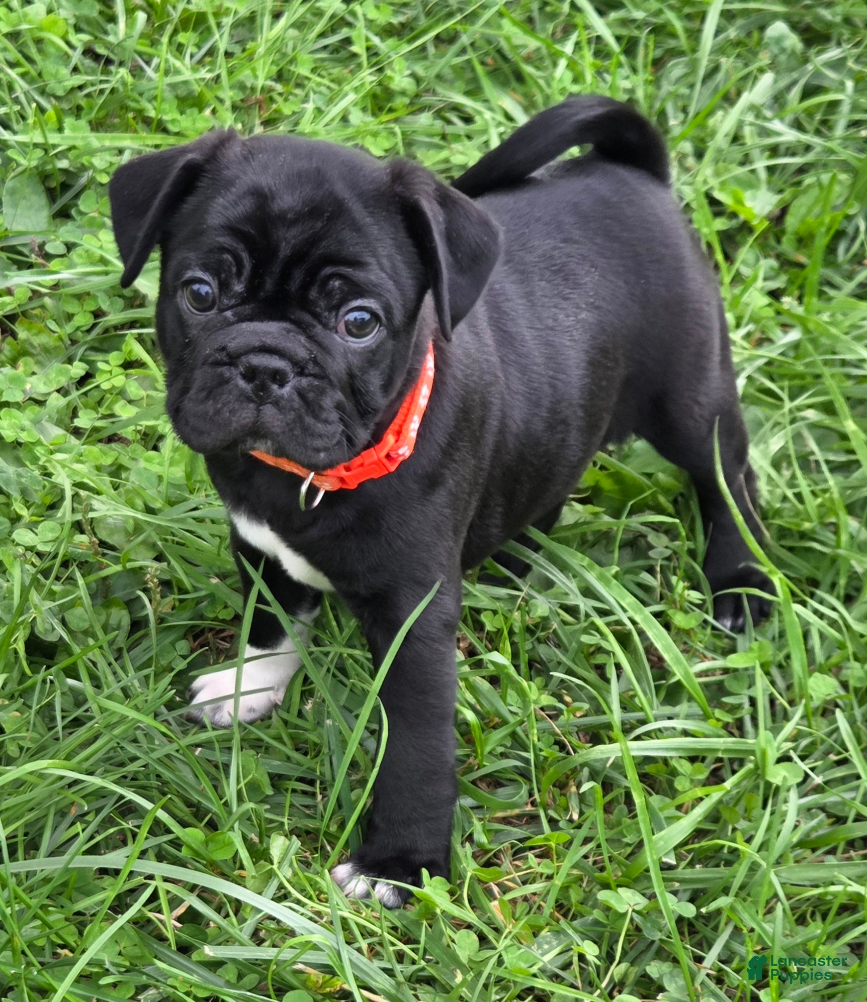 Mixed Breed dogs Zoey  - Ad 1