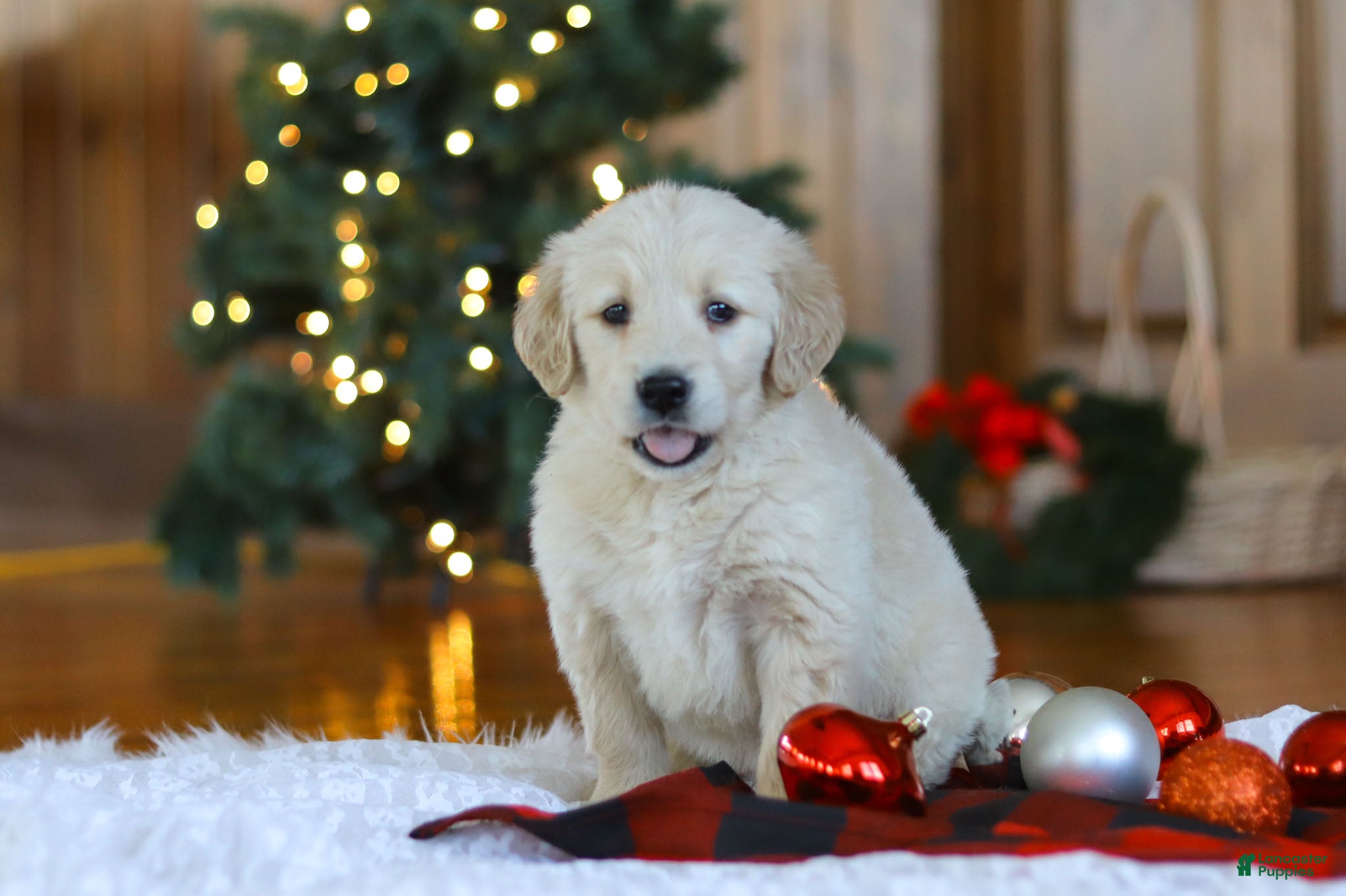 Golden Retriever dogs Duke - Ad 7