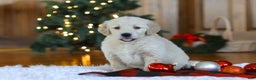 Golden Retriever dogs for sale: Duke - Ad 1