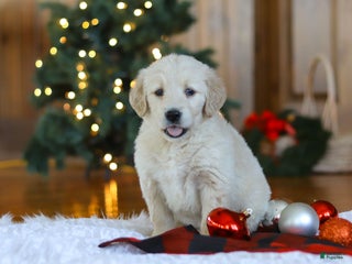 Golden Retriever dogs Duke - Ad 7