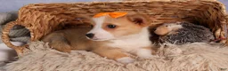 Welsh Corgi Pembroke dogs for sale: Carter  - Ad 8