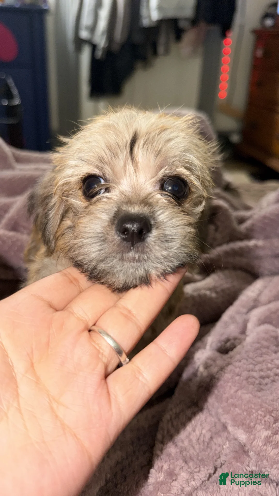 Mixed Breed dogs for sale: Faith - Ad 1