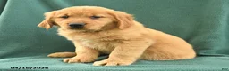 Golden Retriever dogs for sale: Rosemary - Ad 3