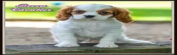 Cavalier King Charles Spaniel dogs for sale: Becca - Ad 1