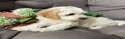 Cockapoo dogs for sale: Benji  - Ad 6