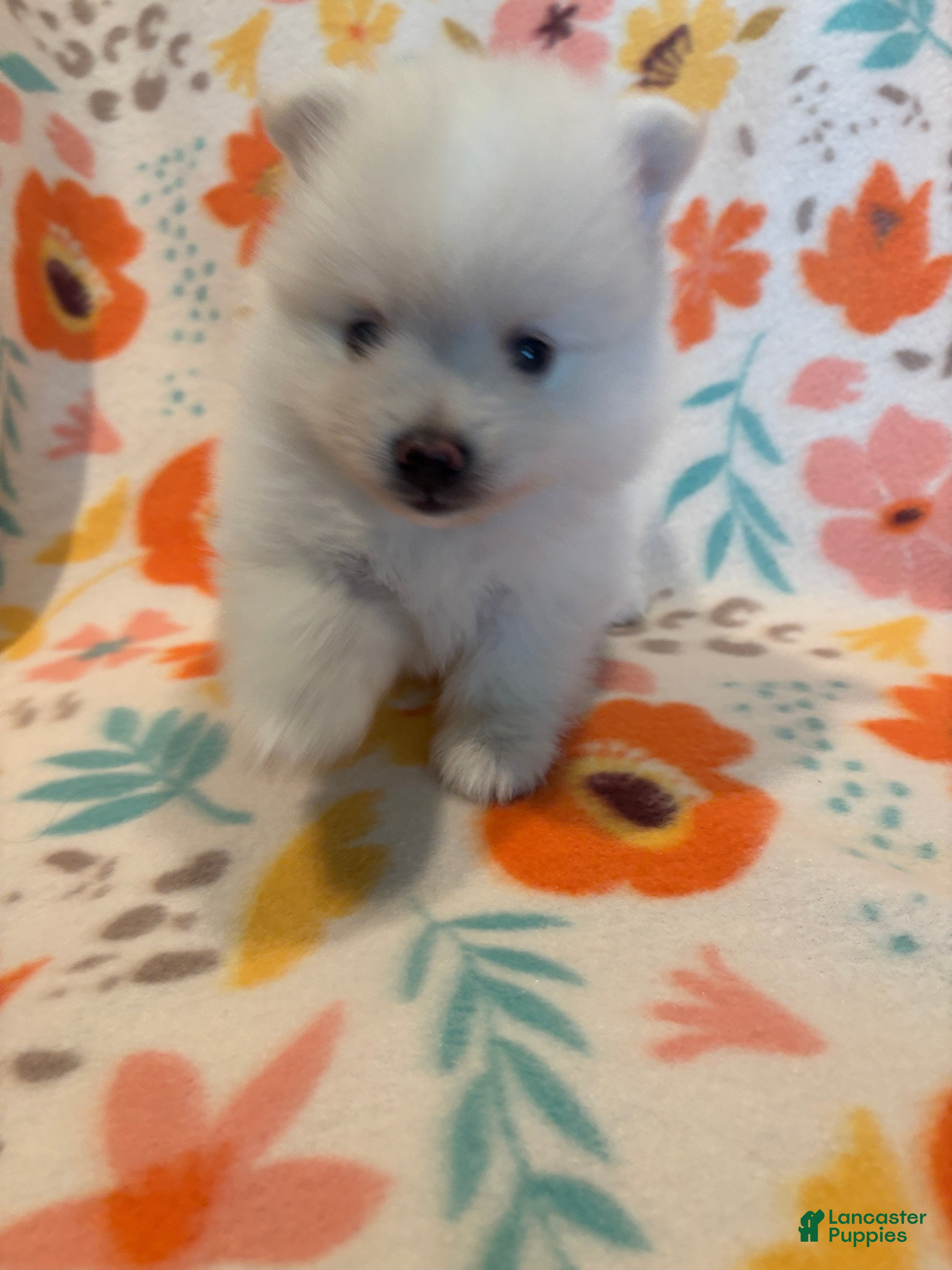 Pomeranian dogs for sale: Pomeranian 1 - Ad 1