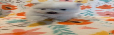 Pomeranian 1