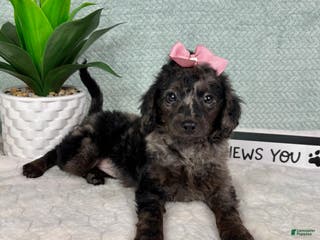 Mini Goldendoodle dogs Marcia - Ad 15