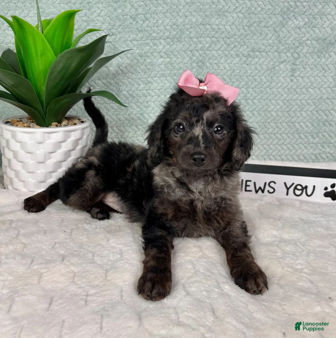 Mini Goldendoodle dogs for sale: Marcia - Ad 1