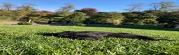 Newfoundland dogs for sale: Sunshine - Ad 8
