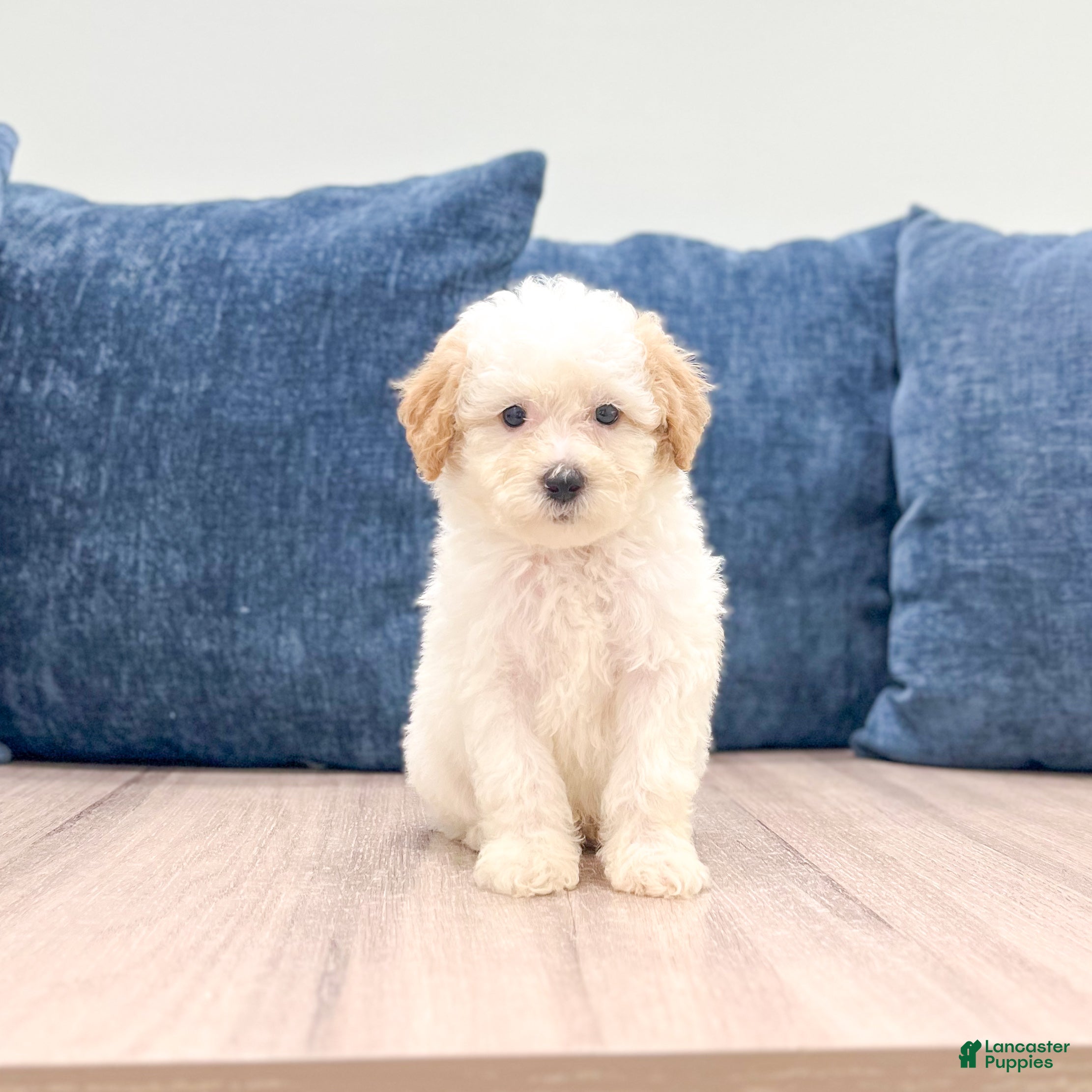Toy Poodle dogs Brady - Ad 1