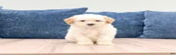 Toy Poodle dogs for sale: Brady - Ad 1