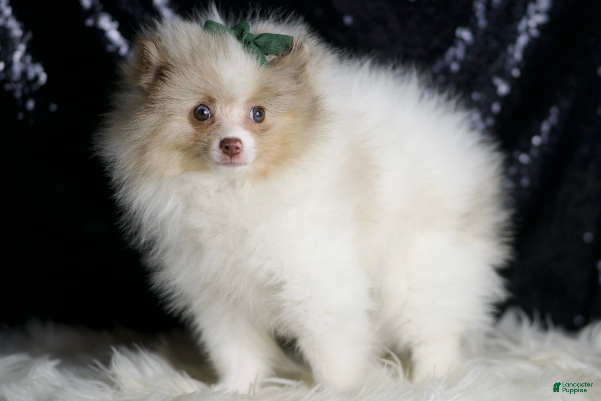 Pomeranian dogs Chai - Ad 2
