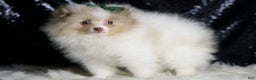 Pomeranian dogs for sale: Chai - Ad 2