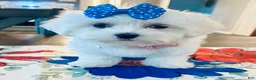 Maltese dogs for sale: Little Bailley - Ad 7