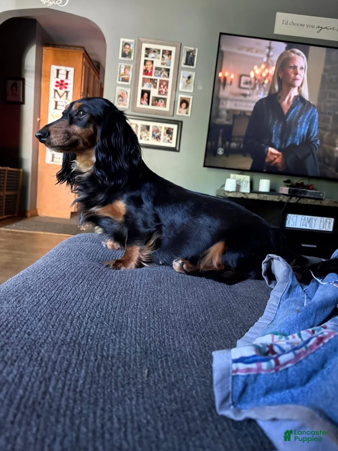Miniature Dachshund dogs for sale: Miniature Dachshund 2 - Ad 3