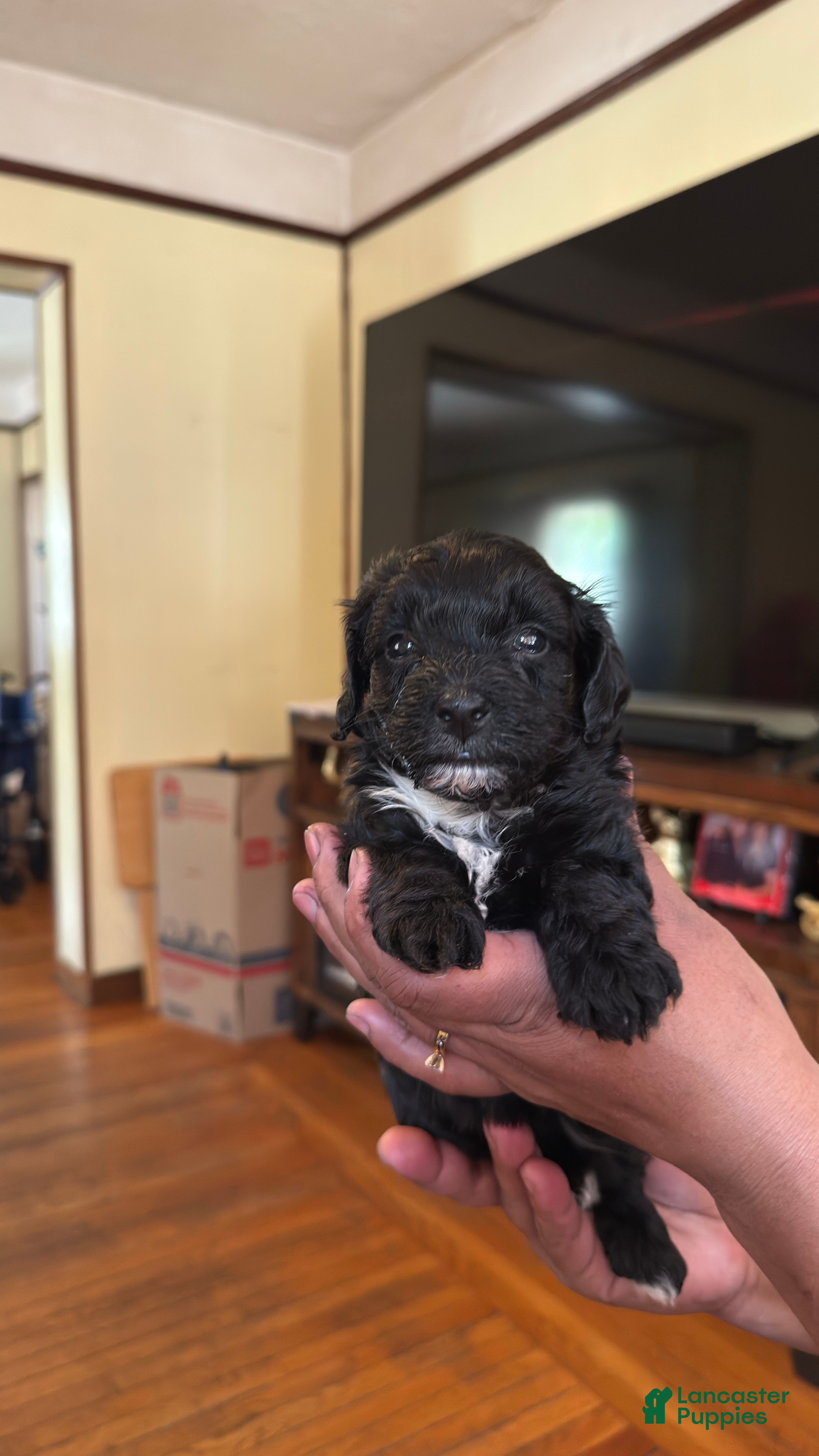 Mini Bernedoodle dogs Mini Poodle Puppy 5 - Ad 28