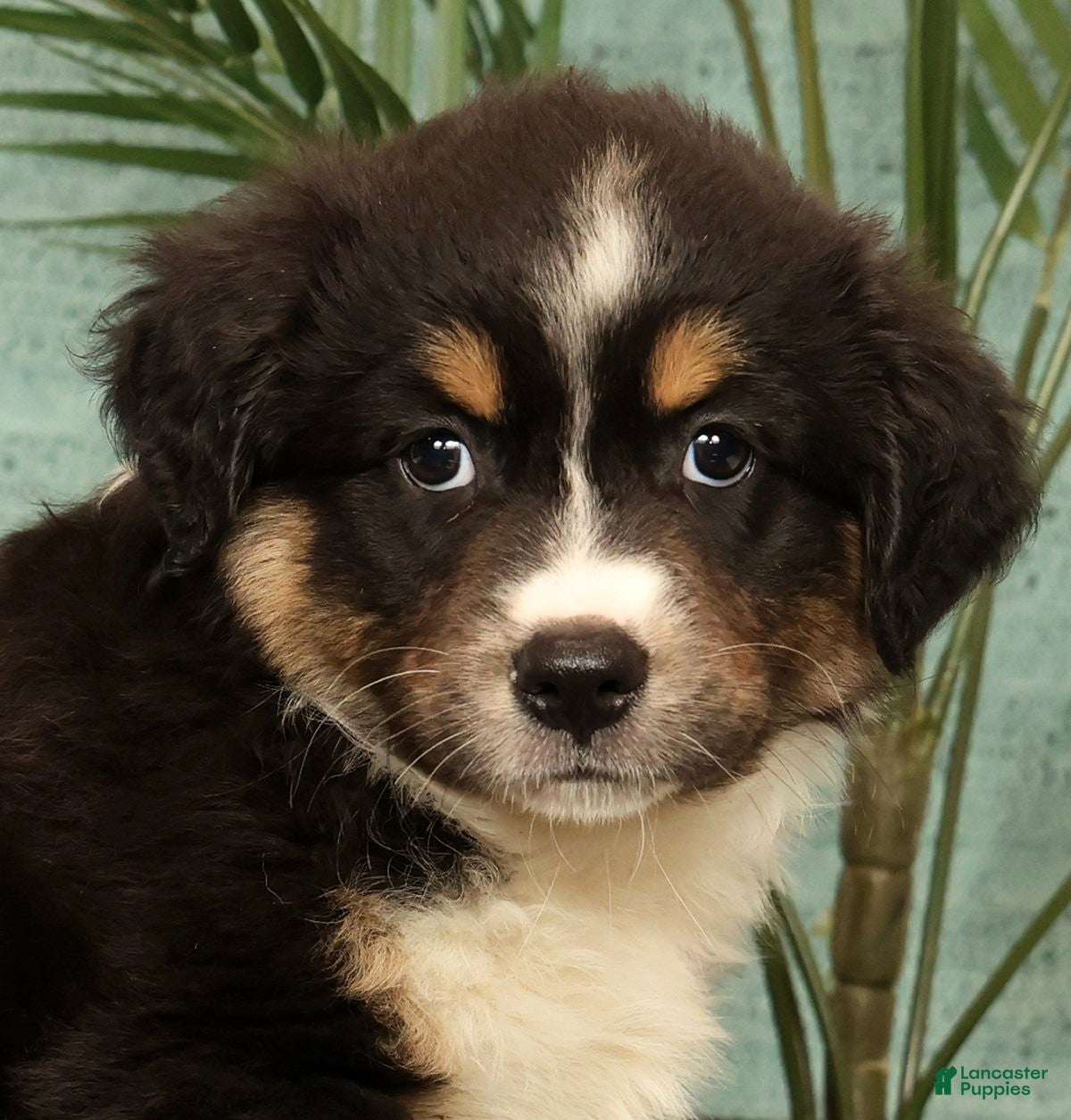 Miniature Australian Shepherd dogs Jasmine - Ad 2