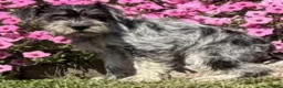 Miniature Schnauzer dogs for sale: Hudson - Ad 3