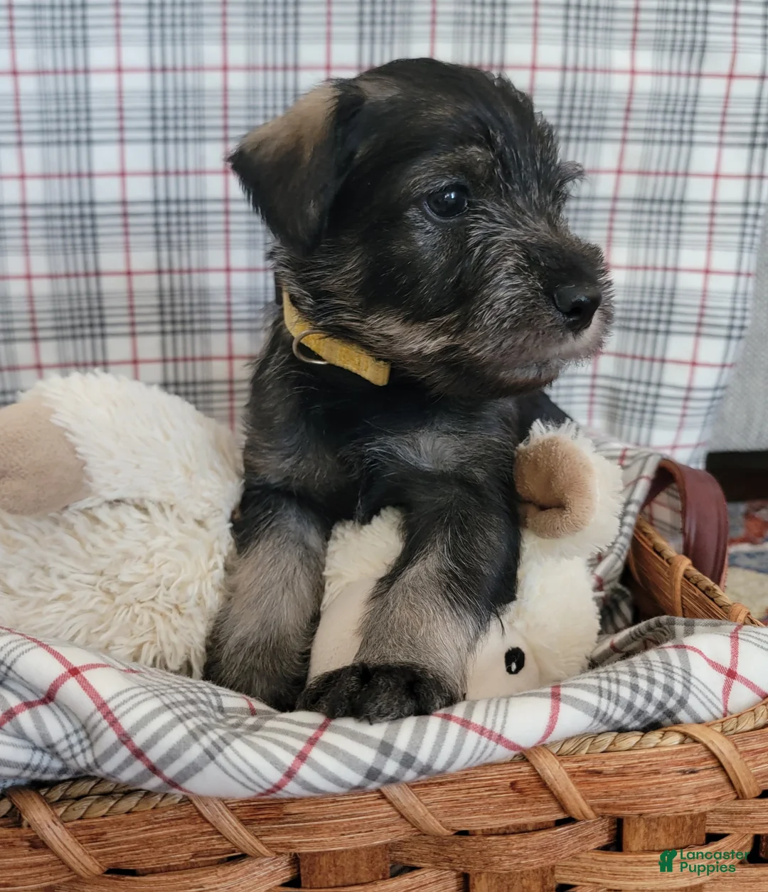 Standard Schnauzer dogs for sale: Butters - Ad 2