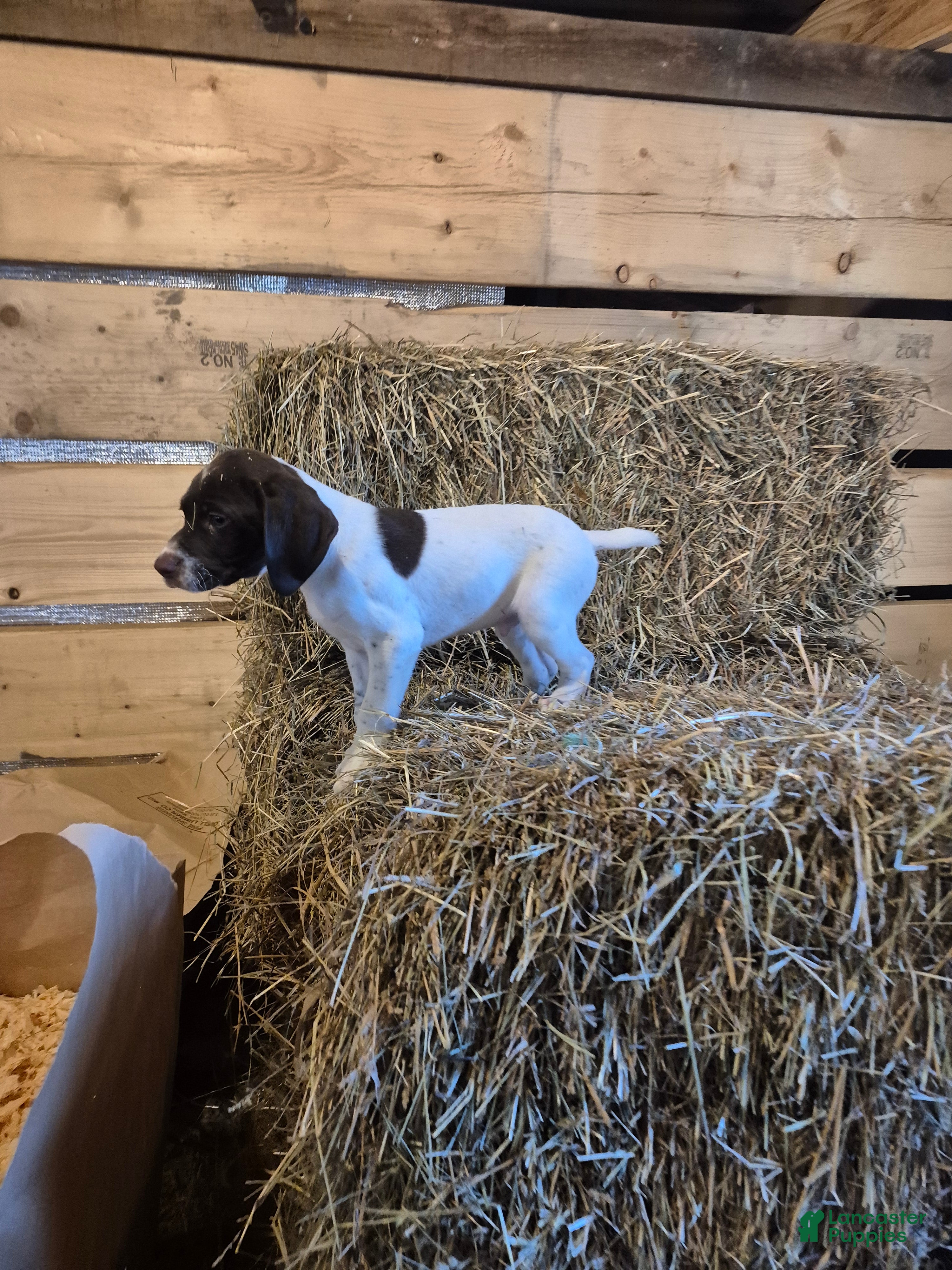 German Shorthaired Pointer dogs Bennett - Ad 1