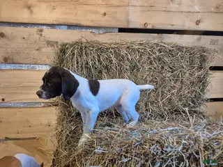 German Shorthaired Pointer dogs for sale: Bennett - Ad 1