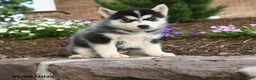 Pomsky dogs for sale: Thor - Ad 5