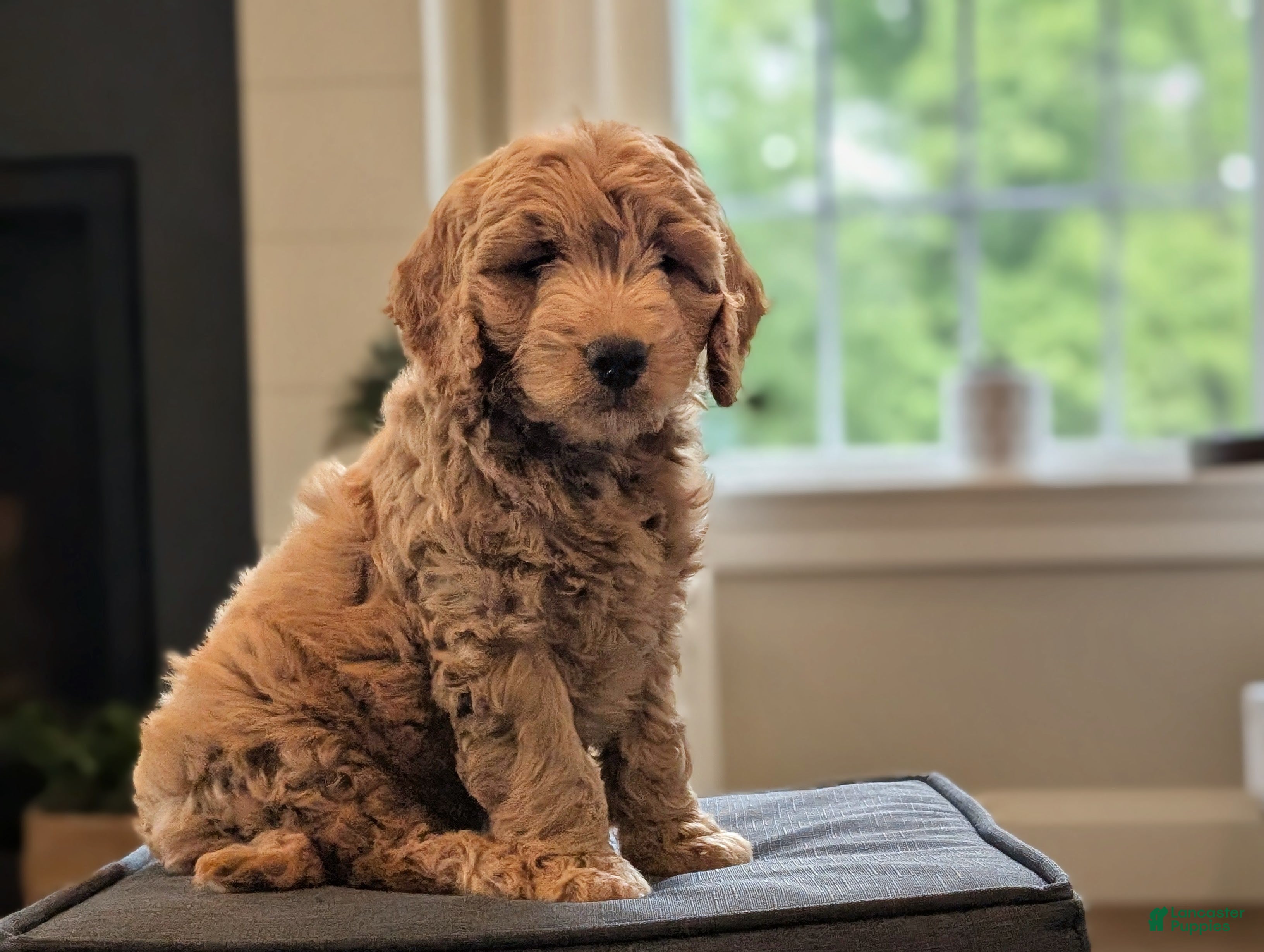 Mini Goldendoodle dogs Captain - Ad 2