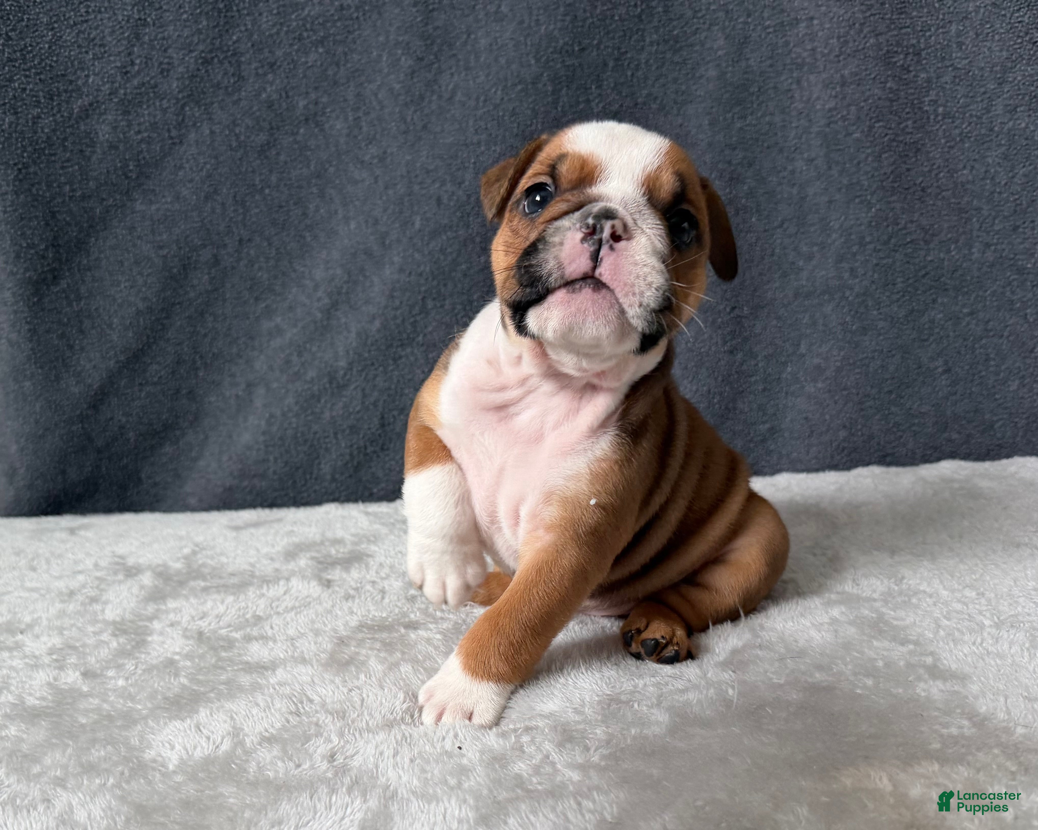 English Bulldog dogs Cookie - Ad 27