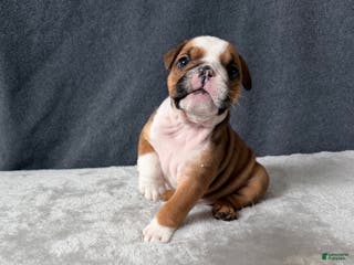 English Bulldog dogs Cookie - Ad 30