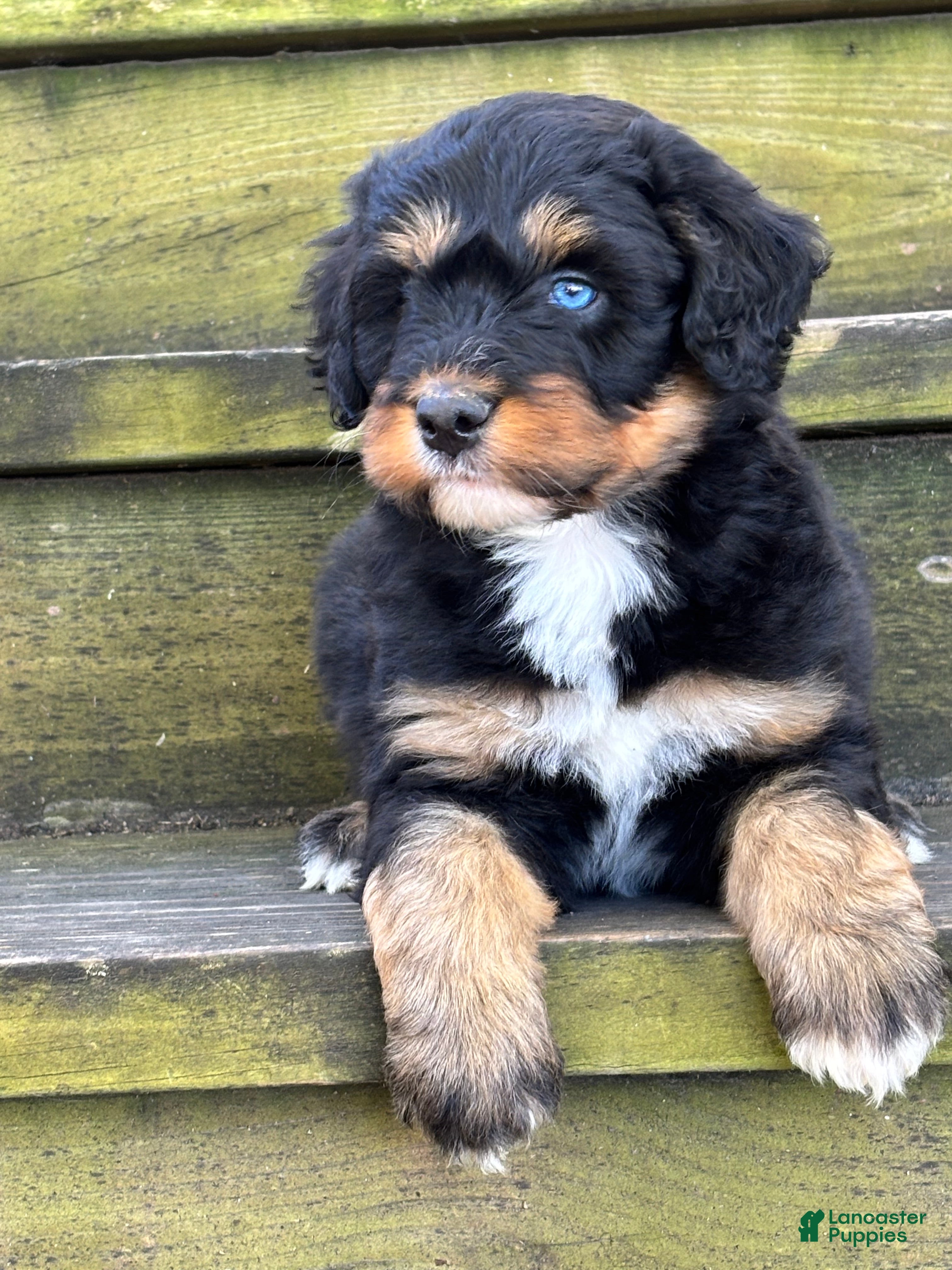 Aussiedoodle dogs for sale: Ryder - Ad 2