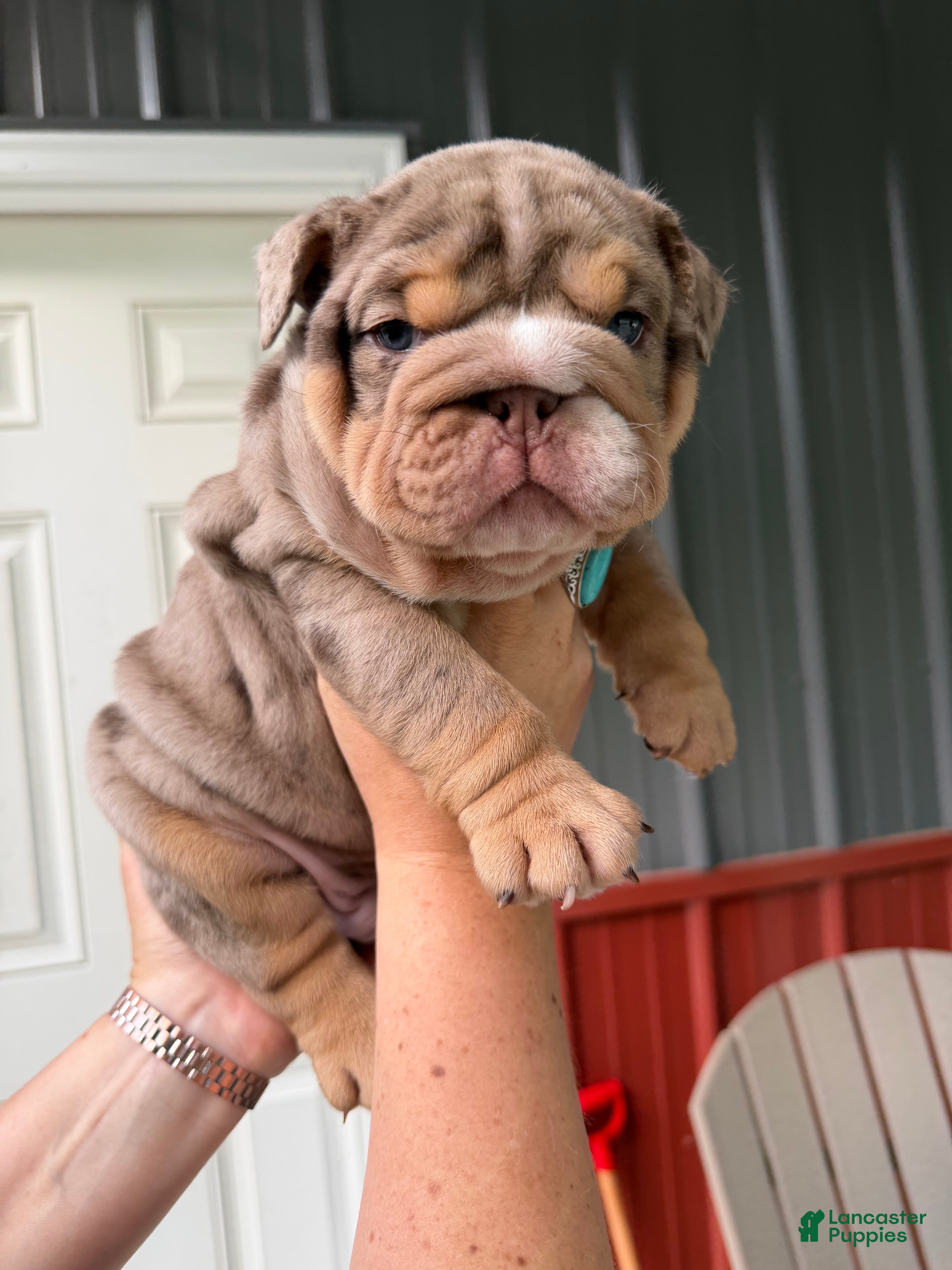 English Bulldog dogs Snickers  - Ad 2