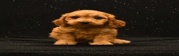 Cavapoo dogs for sale: Ranger - Ad 4