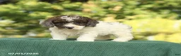 Miniature Poodle dogs for sale: Candy - Ad 3