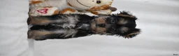 Yorkshire Terrier dogs for sale: Zane - Ad 3
