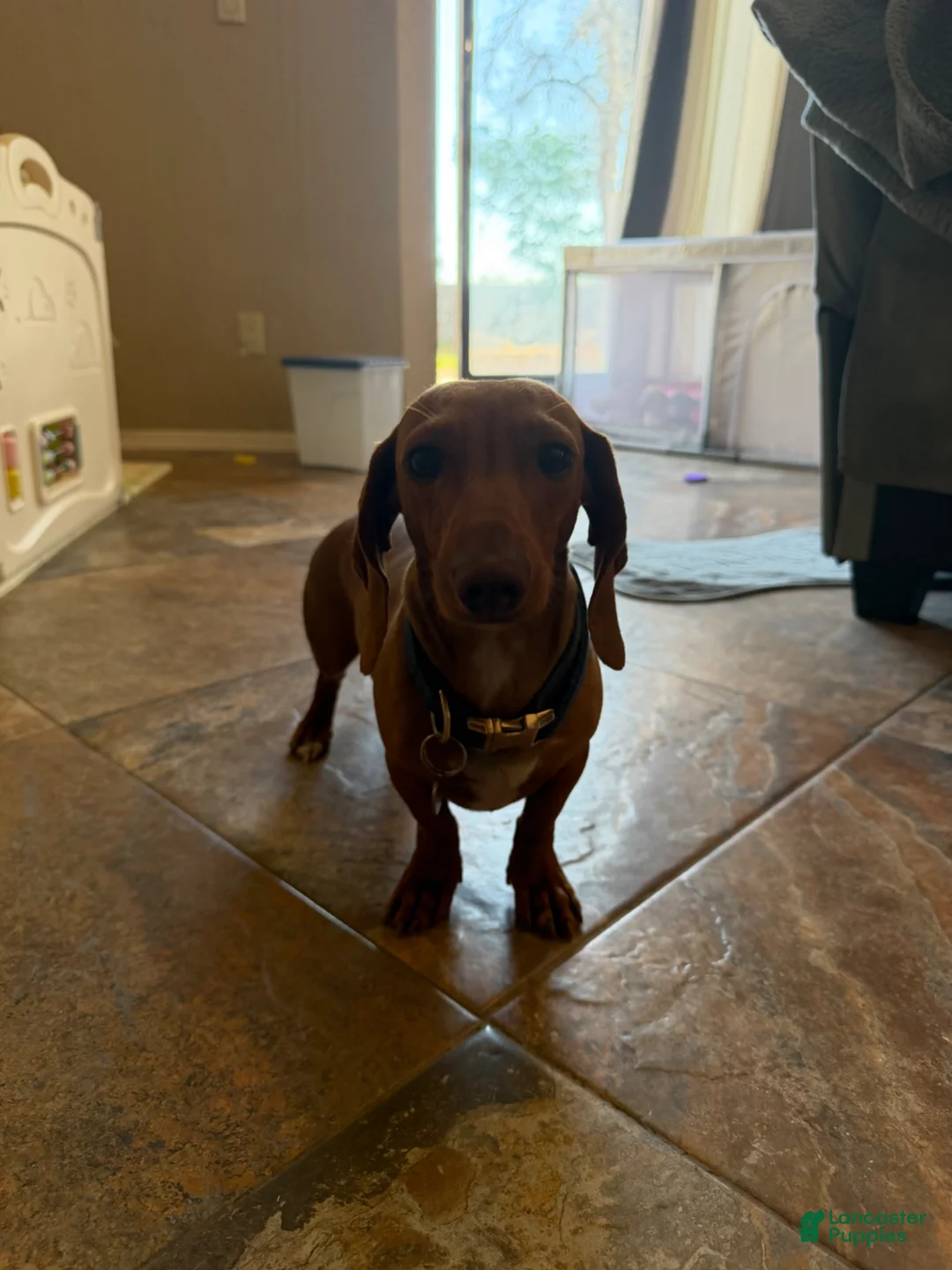 Miniature Dachshund dogs for sale: Miniature Dachshund Puppy 2 - Ad 3