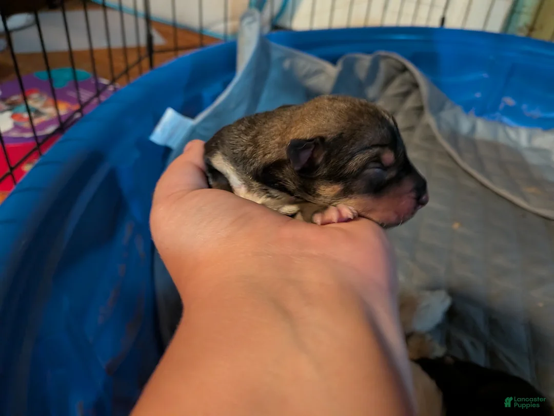 Mixed Breed dogs for sale: No collar  - Ad 1