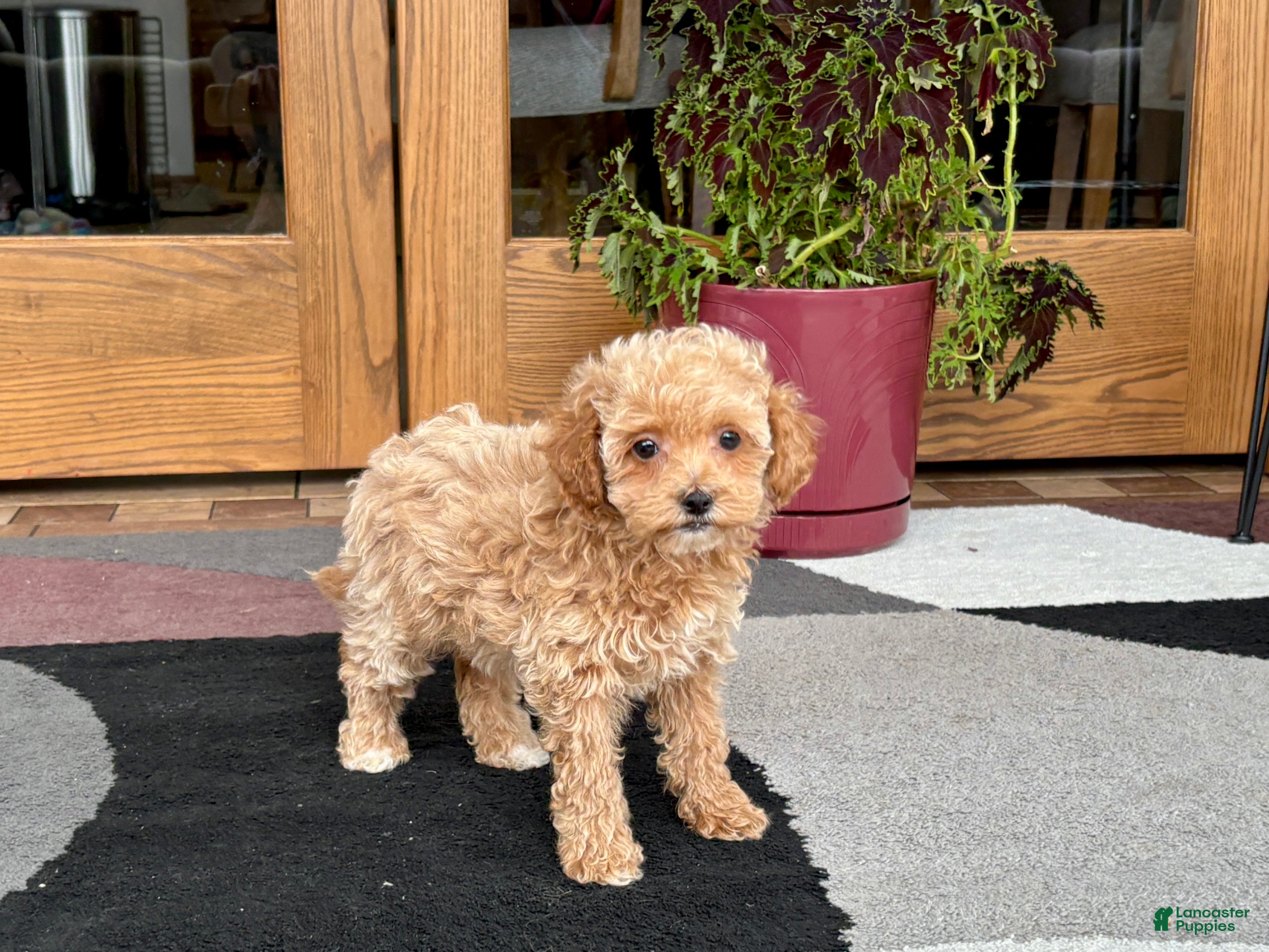 Maltipoo dogs Maltipoo Puppy 2 female - Ad 16