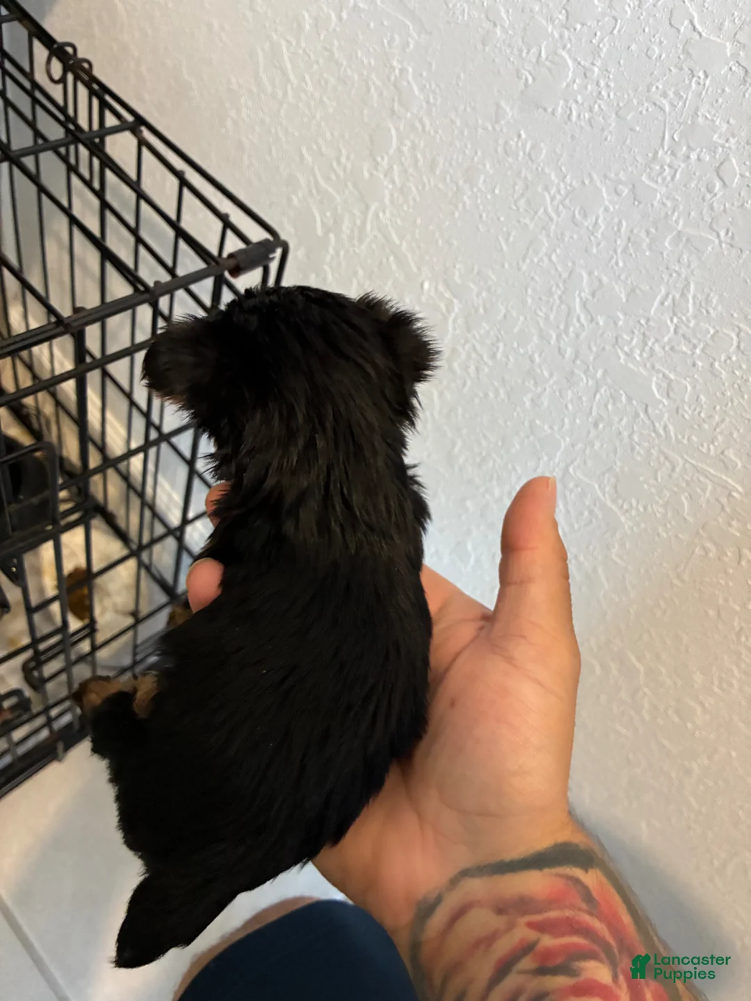 Yorkshire Terrier dogs for sale: Yorkshire Terrier Puppy 1 - Ad 3