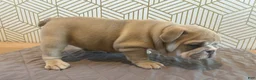 English Bulldog dogs for sale: Lola - Ad 5