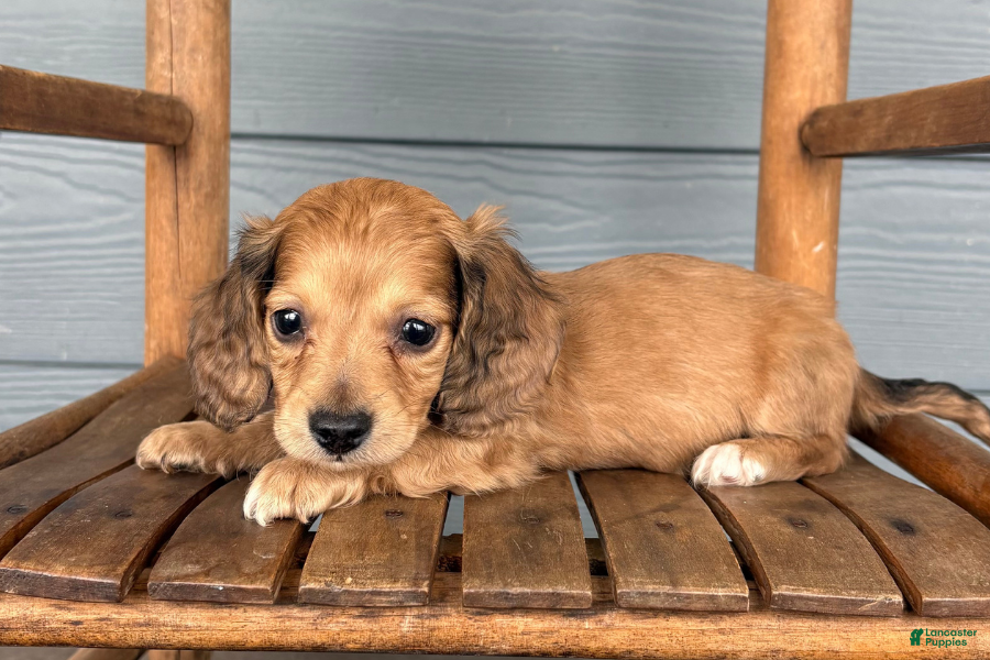 Miniature Dachshund dogs Burlap - Ad 3
